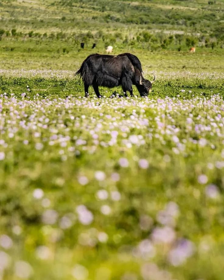 The glacial Phobjikha valley