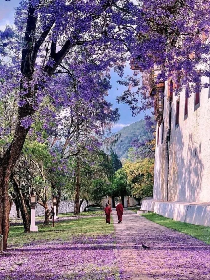 Monks walking beneath jacaranda in bloom beside the dzong wall at Punakha