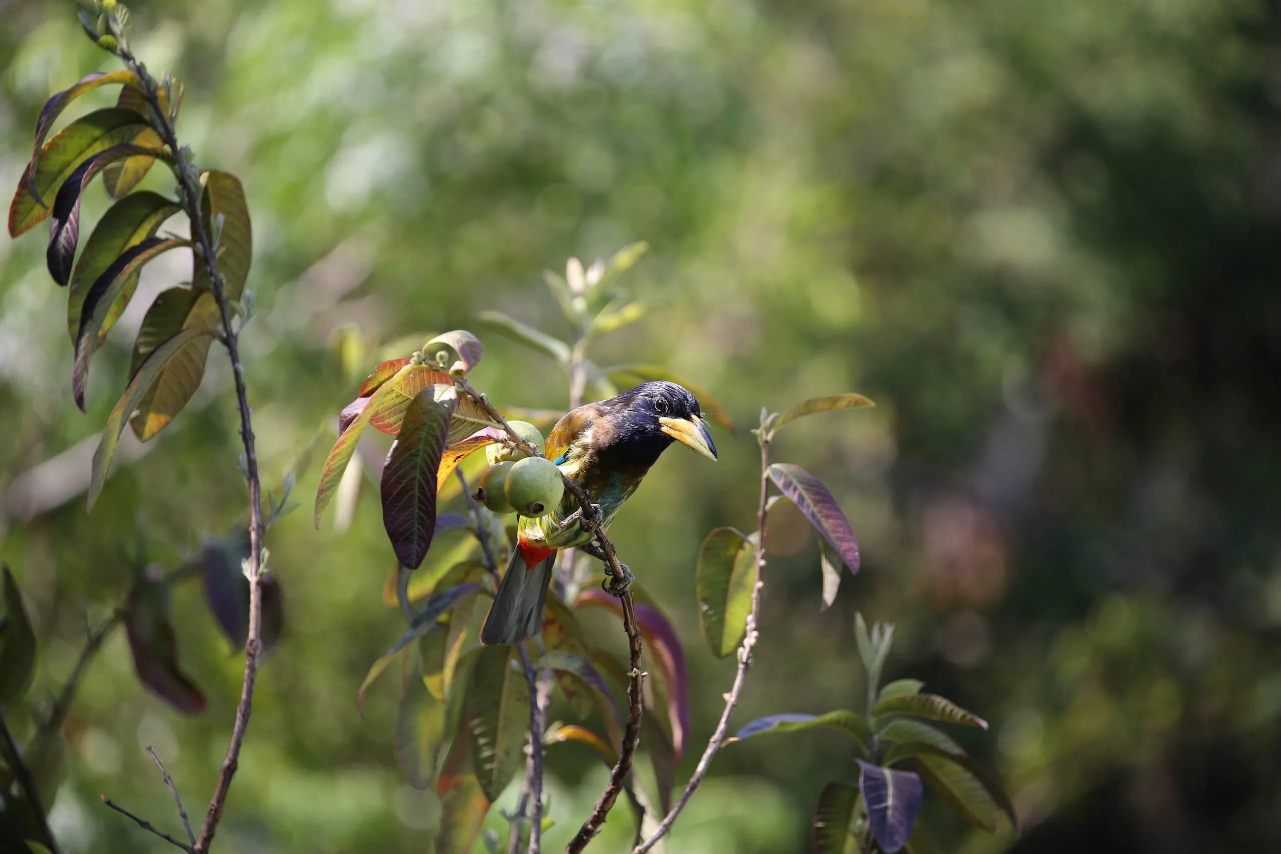 A Himalayan bird in the canopy, on a Bhutanese birding morning