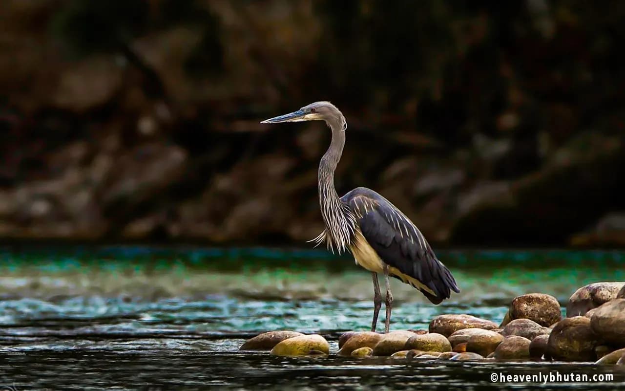 Birding